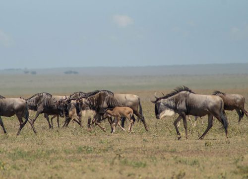 Tanzania Midrange Safari 8 Days