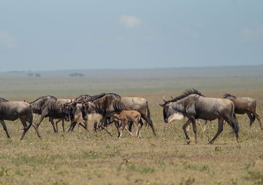 Tanzania Midrange Safari 8 Days