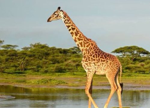 Day Trip - Arusha National Park