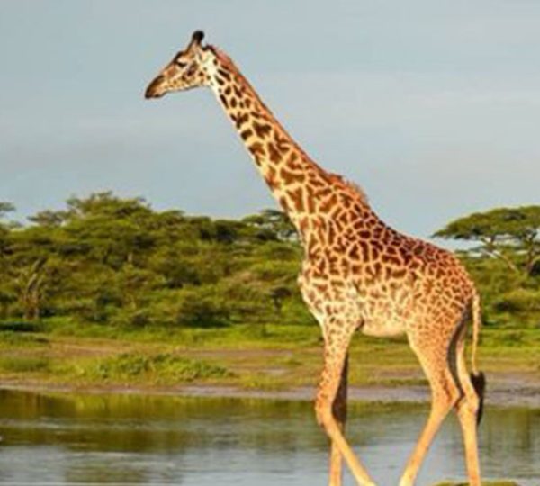 Arusha National Park Day Trip