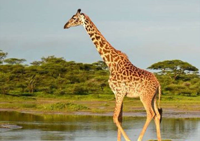 Day Trip - Arusha National Park