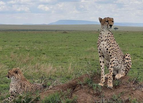 Ndutu Game Drive 6 Days