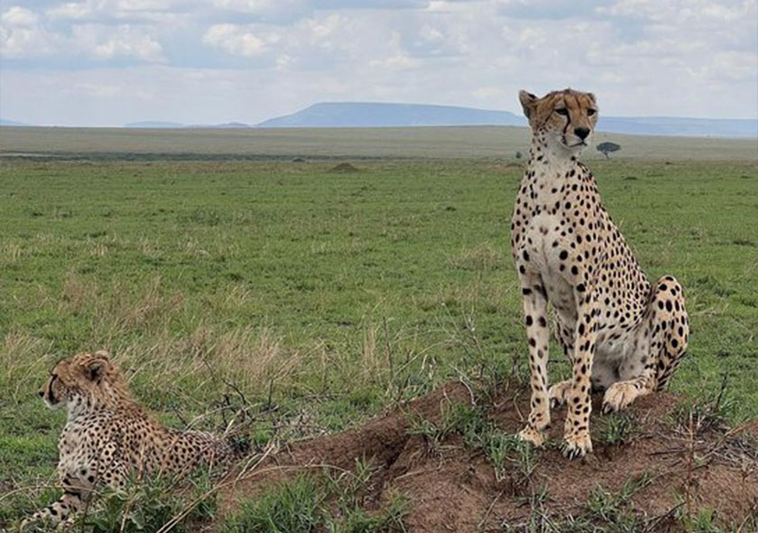 Ndutu Game Drive 6 Days