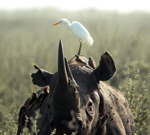 Day Trip - Ngorongoro Crater