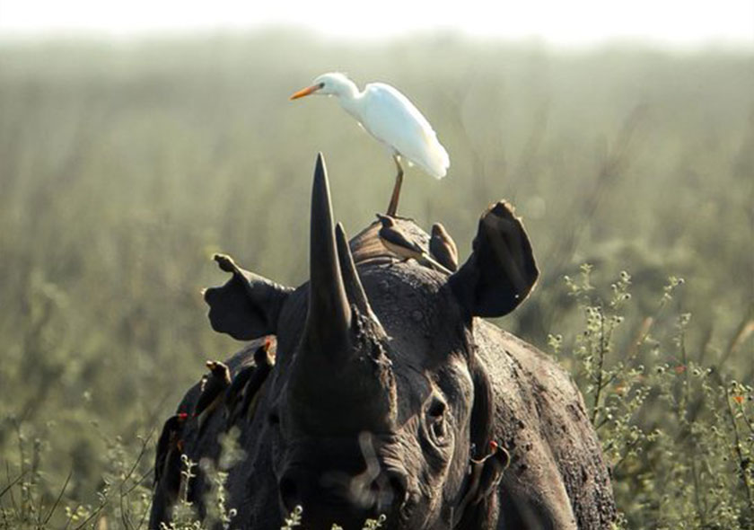 Day Trip - Ngorongoro Crater