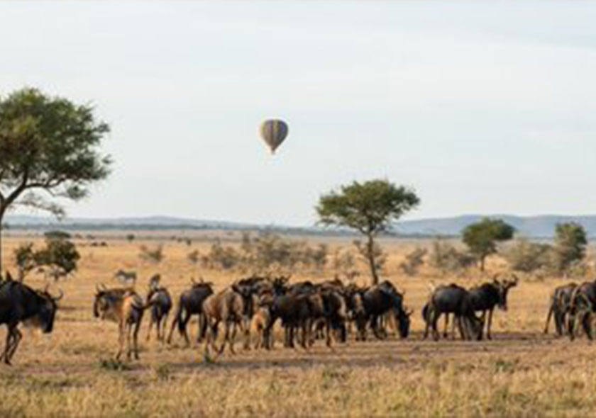 Ndutu Game Drive