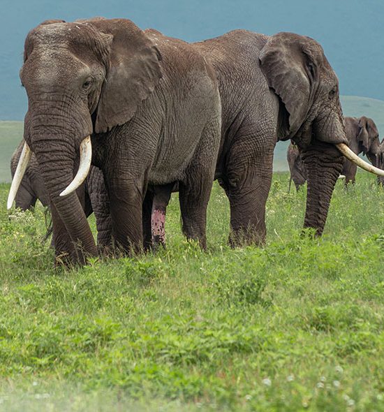 Tarangire National Park