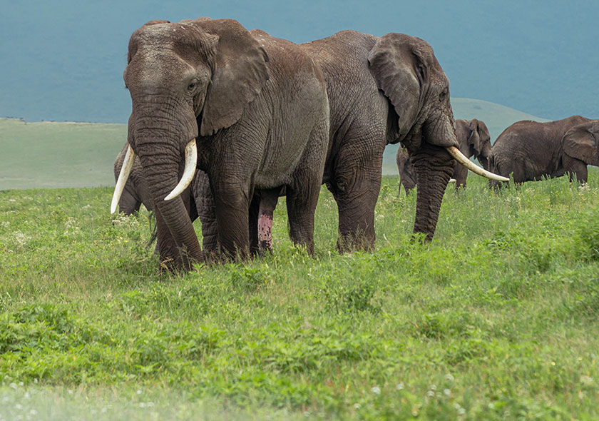 Tarangire