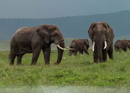 Tanzania Midrange Safari 5 Days