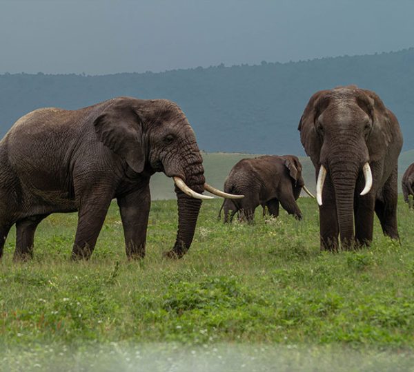 5-Day Tanzania Midrange Safari – Serengeti & Ngorongoro