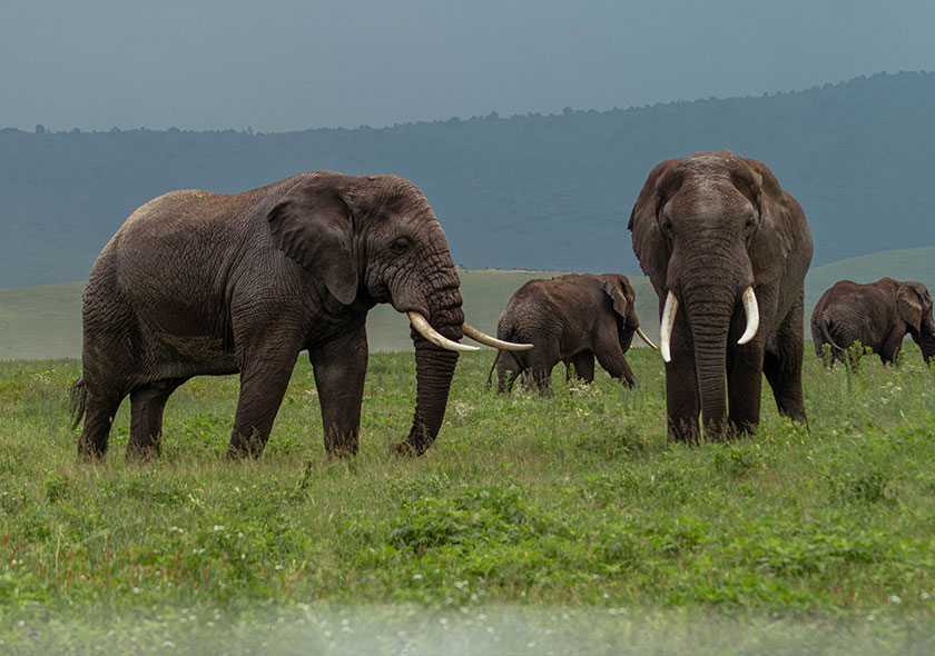 Tanzania Midrange Safari 5 Days