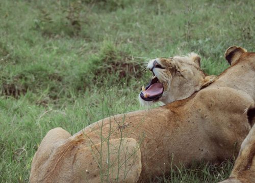 Tanzania Midrange Safari 6 Days
