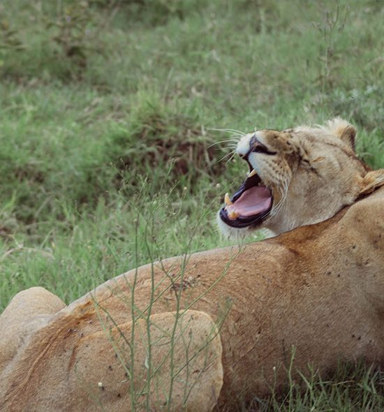 Serengeti
