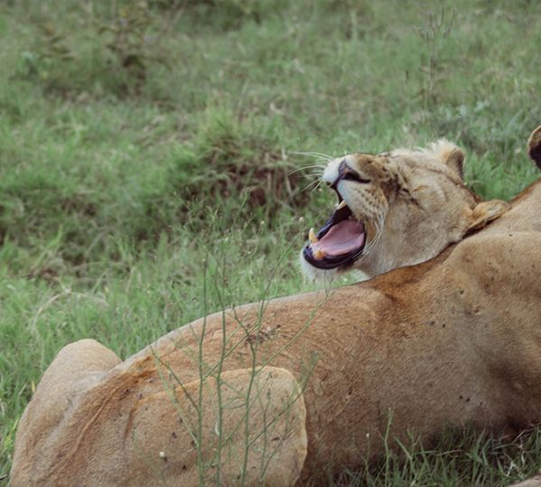 6-Day Tanzania Midrange Safari – Tarangire, Serengeti & Ngorongoro Crater