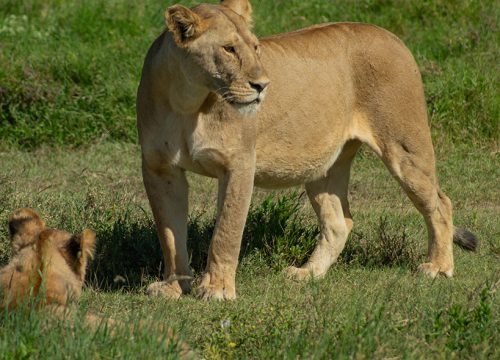 Selous Game Reserve – 3 Days