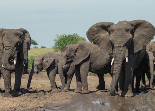 14-Day Ruaha National Park Lodging Safari