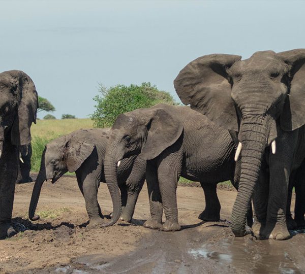 14 Day Ruaha National Park Safari – Explore Southern Tanzania