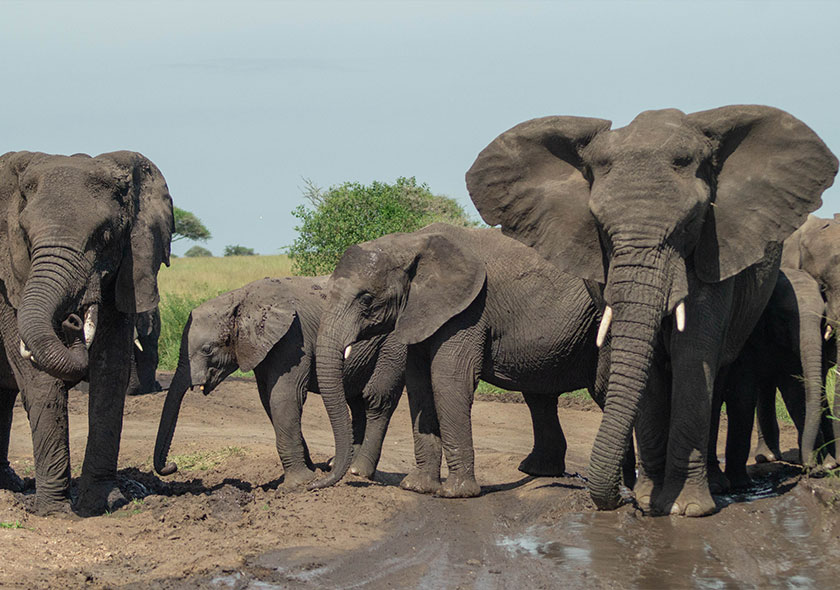14-Day Ruaha National Park Lodging Safari